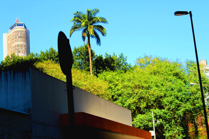 São Paulo e a natureza urbana