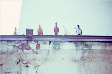 Analog photography picture of a wall with pigeon dove birds in polish city Lodz