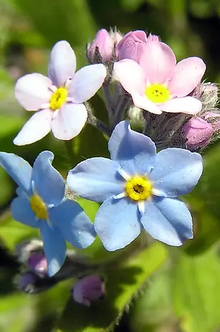 GL_Family loss_Forget me nots.webp