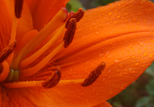 fotografia coroa de rei laranja flor natureza natural folhas beleza