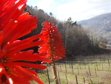 Fotografia artística Marão serra paisagem monte campo natureza natural flor vermelho