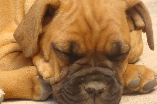 fotografia artistica cão cadela cachorro cachorrinho boxer animal