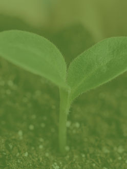 2006
Introduced compostable foodservice items to the Canadian market.