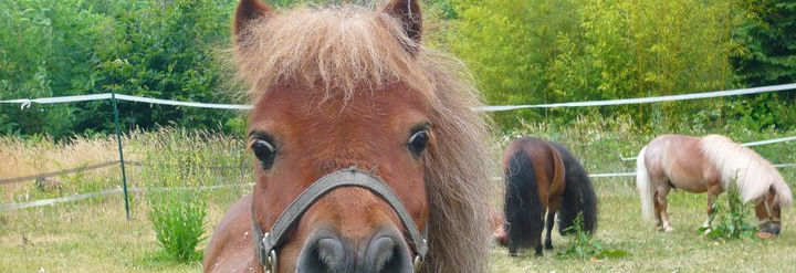Photos des chevaux Toys que nous avions en pension il y a quelques années.