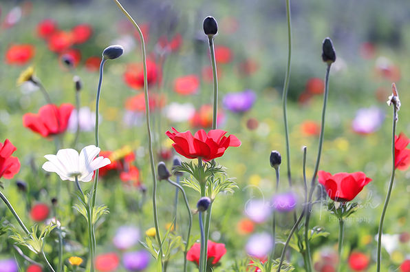 Anemone field