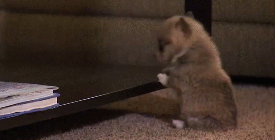 puppy_fail.gif