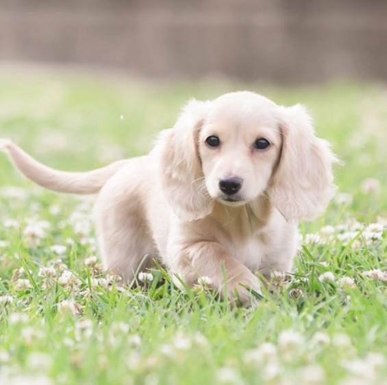 Magnolia Haus Dachshunds Dachshund puppies for sale Madisonville