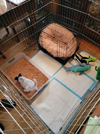 puppy pen.jpg