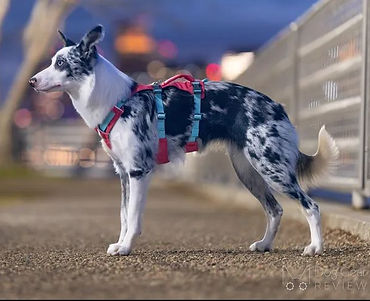 Ruffwear Flagline.jpg