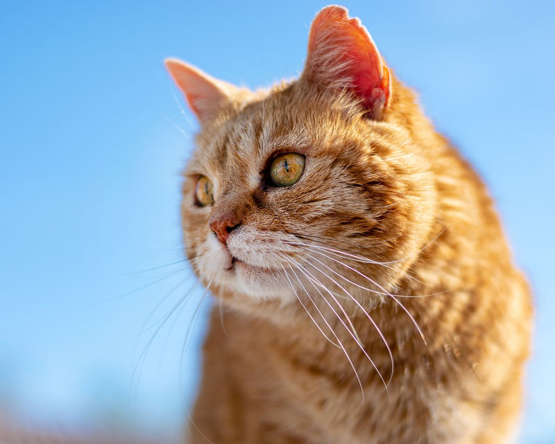 Environment variables and the profile registries : Mastering Environment Variables and the Profile Registries in Db2