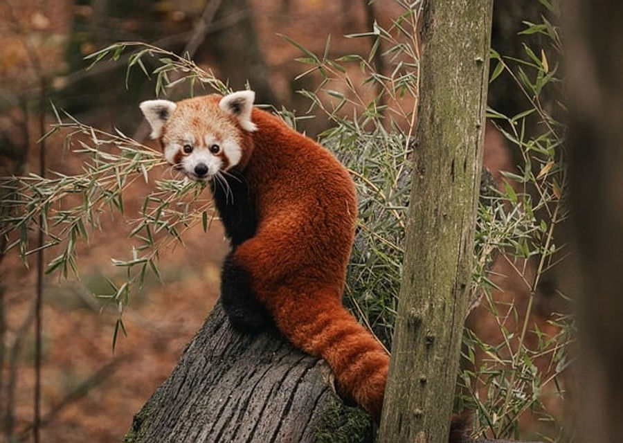 Pandas DataFrame Fail Ratio