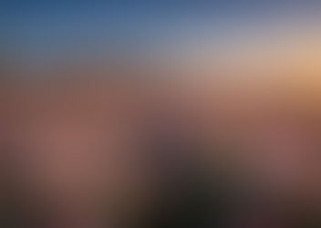 The Art and Business of Rose Farming in France: A Professional Overview