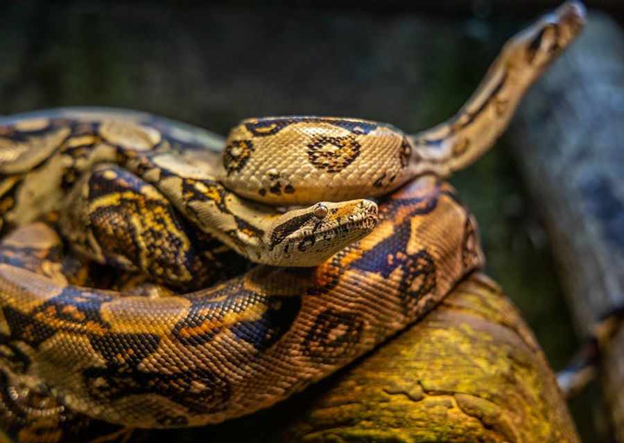 Enum Protocols in Python