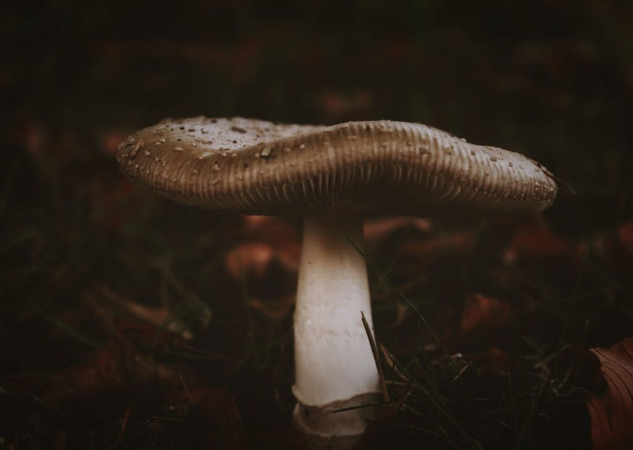 mushroom murders
