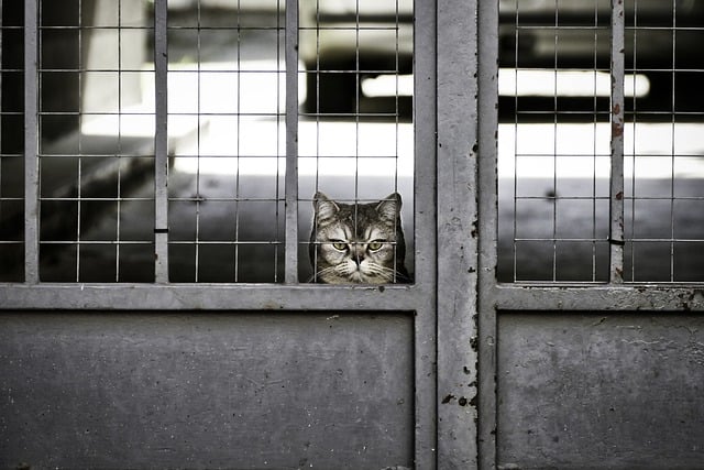 Adani bribery scandal, Adani Group, US indictment, Foreign Corrupt Practices Act, bribery, Indian government officials, solar power contracts, US investors, SEC complaint, Gautam Adani
