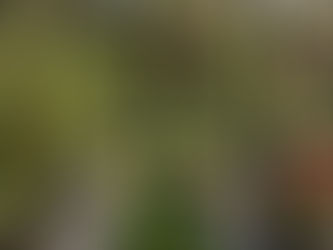 Unlock Year-Round Growth: The Enduring Allure of Hobby Greenhouses in 2024-25