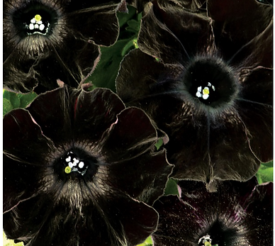 Black velvet petunias in full bloom.