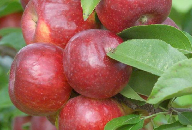 Frostbite Apple Bareroot