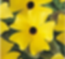 Screenshot 2025-01-17 133015.png