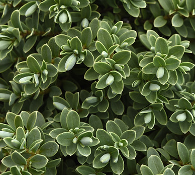 Small green leaved plants with silver edges