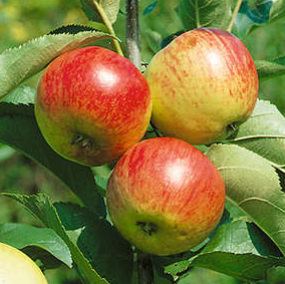 Liberty Apple Bareroot