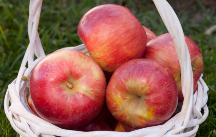 Fireside Apple Bareroot