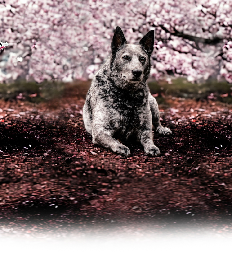 karma-blossomheader-3small2.png