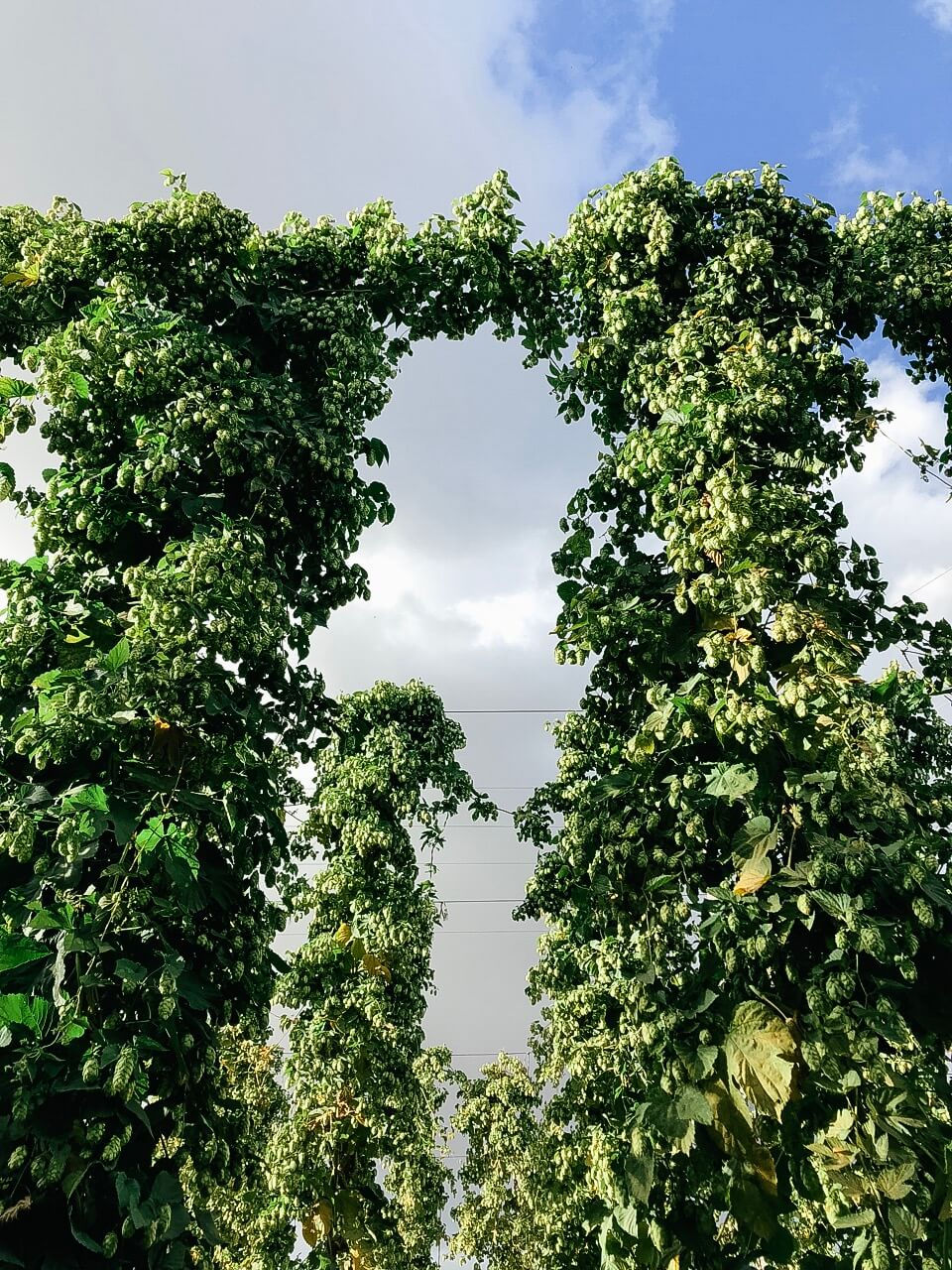 Rogue Farms