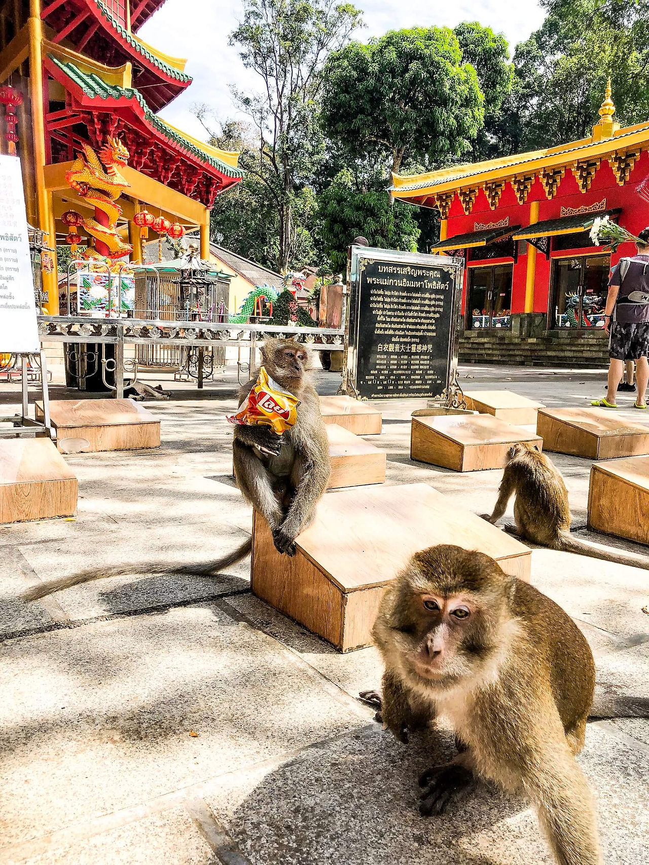 Monkeys at Tiger Cave Temple