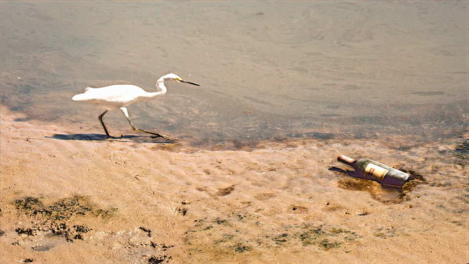 Garça no Rio Capiberibe-PE_edited.jpg