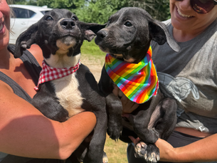 🚨 Urgent Foster Spotlight: They Need Us