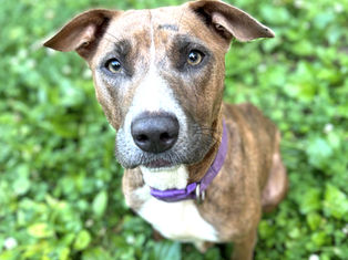 Mama + 7 puppies at risk for EUTHANASIA