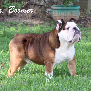 English Bulldog