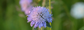 DSC_0513.JPG