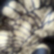 IMG_2501(1).JPEG