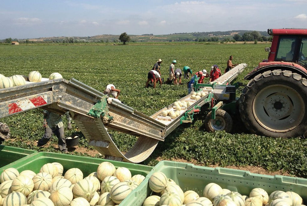 Thumbnail: Semi-mounted Harvesting Belt XXL 20 m