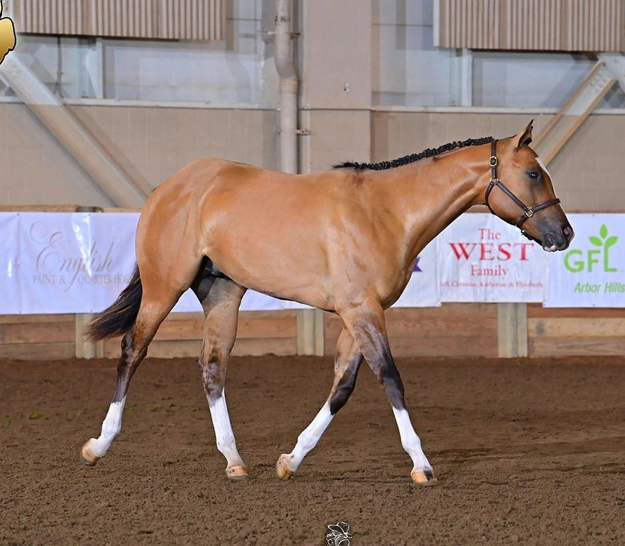 Duncan MQHA Futurity.jpg
