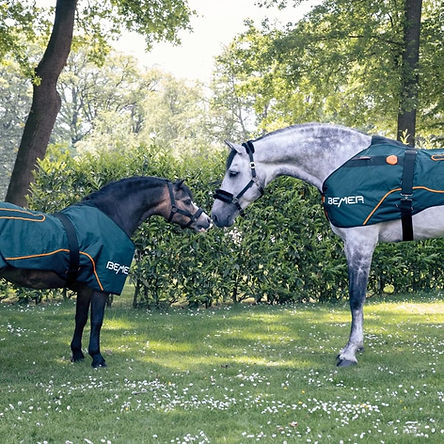 Two horses wearing BEMER therapy blankets stand nose to nose in a grassy pasture, demonstrating equine PEMF therapy