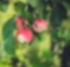 selective%20focus%20photo%20of%20red%20a