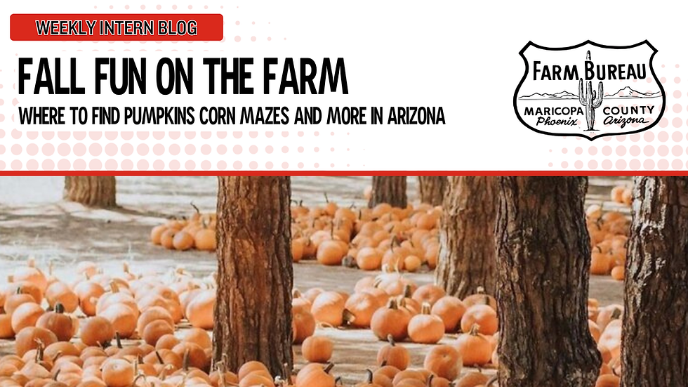 Fall Fun on the Farm: Where to Find Pumpkins, Corn Mazes, and More in Arizona