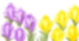 Combination package of crocuses
