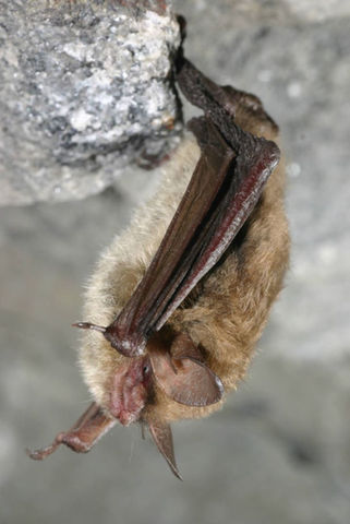 A close up image of a light brown bat with a short nose and wide ears. 