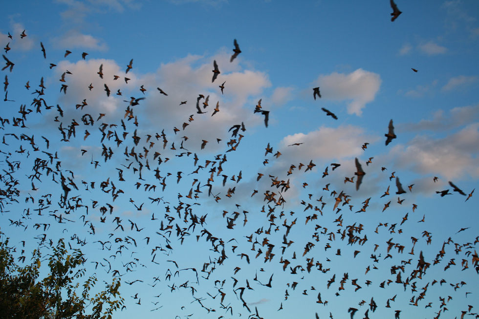 Bats flying silhouetted on a blue sky 