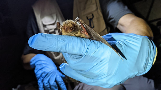 Myotis Velifer Carlsbad Cavern NPS Erin Lynch.jpg