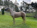 Miniatura: CHAMEGO REAL