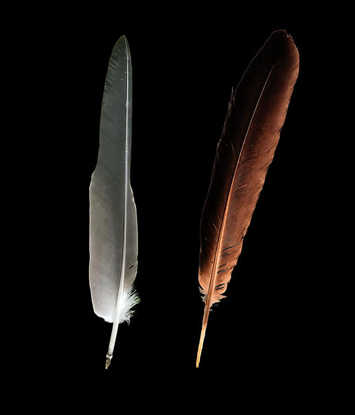 Eagle Feather 03.jpg
