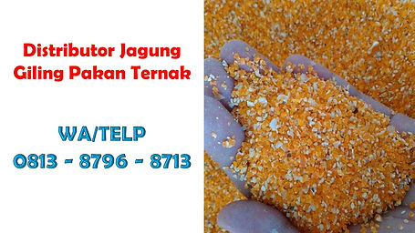 Jagung Giling Untuk Ayam.jpg