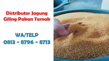 Jagung Giling Untuk Perkutut.jpg