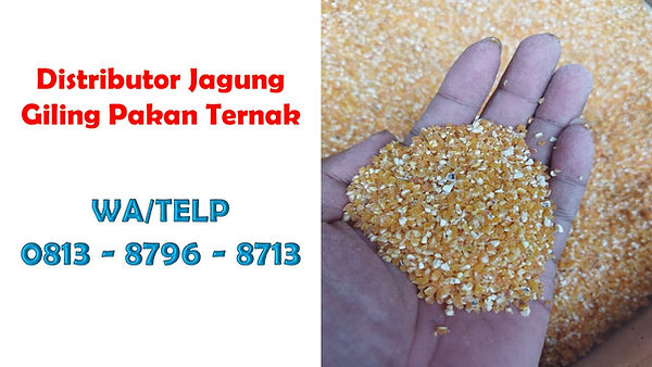 Jagung Giling Untuk Anak Ayam.jpg