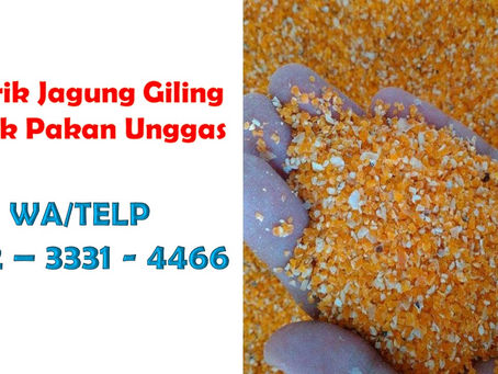 DISTRIBUTOR..!! 0812-3331-4466 Jagung Giling Pakan Ternak Di Buleleng